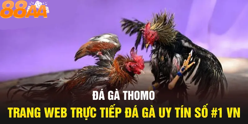 Khám phá địa điểm và không gian của 88aa - Trung tâm của trải nghiệm đá gà thomo