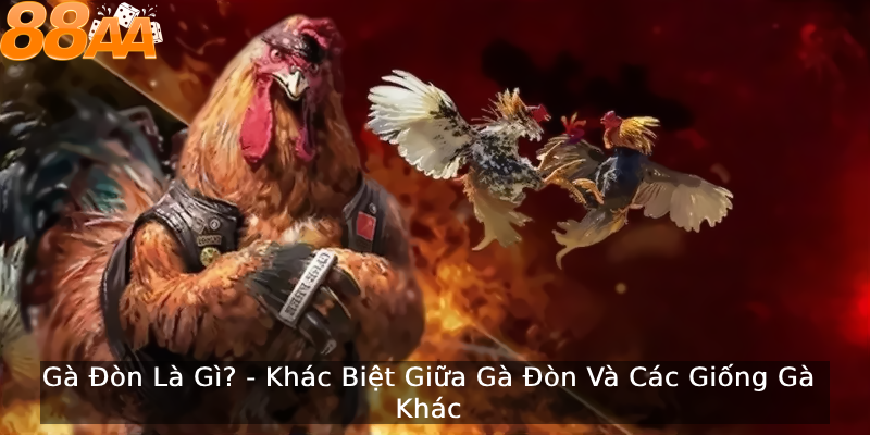 Tìm hiểu về giống gà đòn